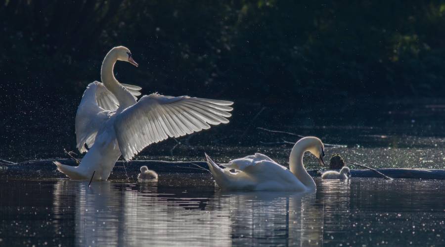 Духовна боротьба за родину